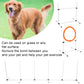 Dog Jumps Set Pet  Training Equipment Dog Adjustable  Jump Hurdle Hoop Pole Obstacle Course Pet  Training Pole